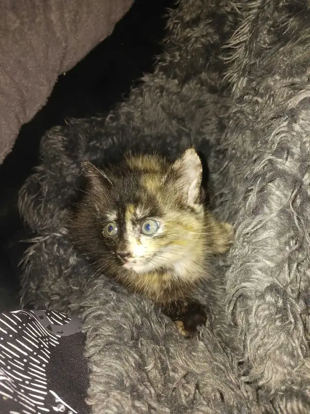 cute loving looking for a forever home in Other in City of Toronto - Image 5