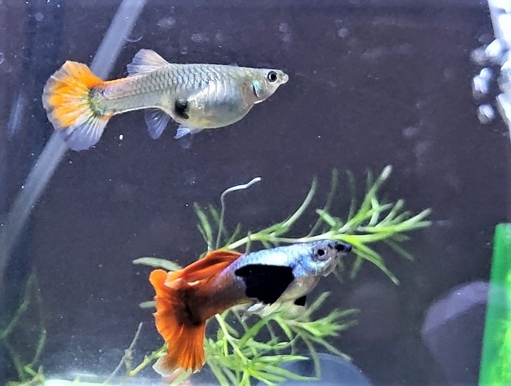 Platinum Dumbo Ear Guppies Breeding Pairs/Trio or Entire Program Fish