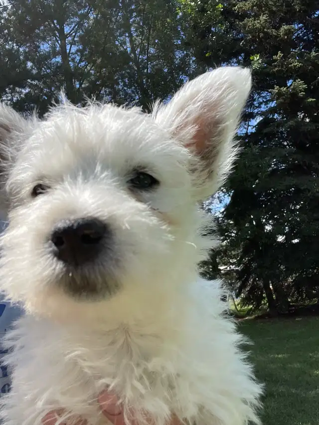 CKC registered West Highland White Terrier Male pups in Dogs & Puppies for Rehoming in Edmonton - Image 10