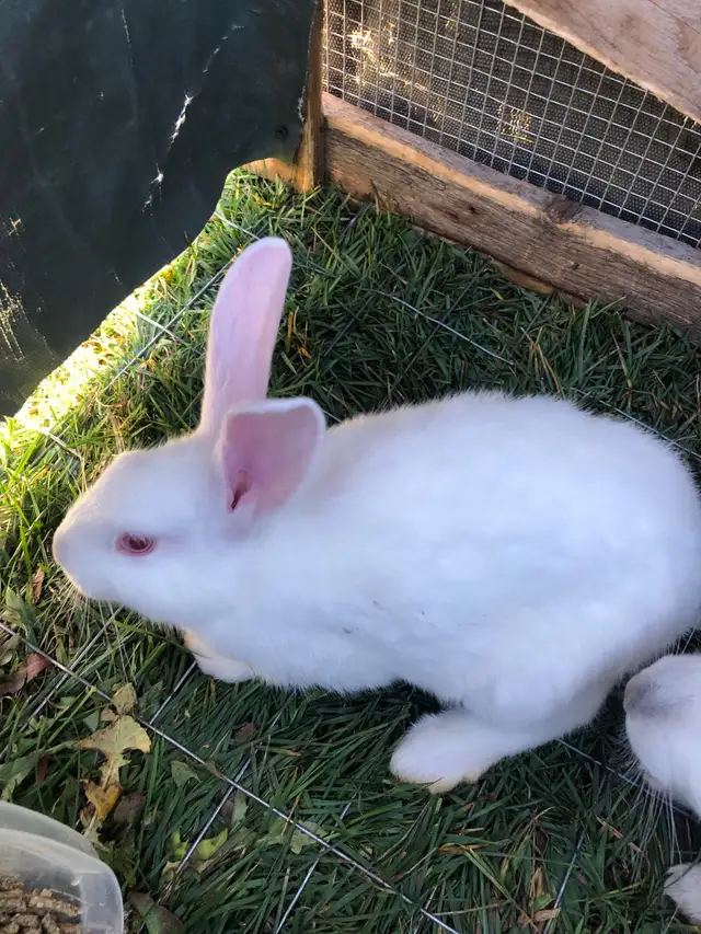 Adorable Pet Rabbits Looking for Their Forever Homes! in Small Animals for Rehoming in Moncton - Image 7
