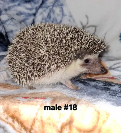 hedgehog, male, 3 months old , View more