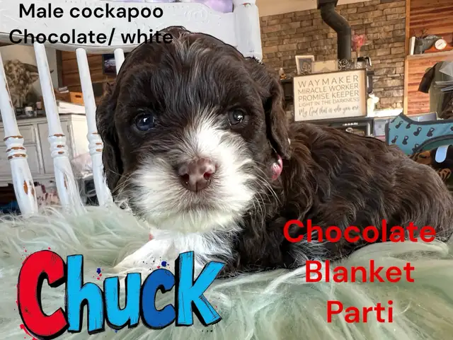 COCKAPOOS “Reputable” Christian Doodles in Dogs & Puppies for Rehoming in Edmonton - Image 9