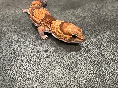 Africa fat tail gecko w/ setup, View more