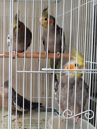 Male baby cockatiel available