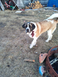 11 month old female pure bread Saint Bernard for rehoming 