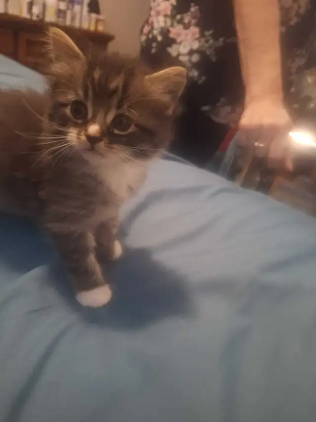 ragdoll cross siberian kittens