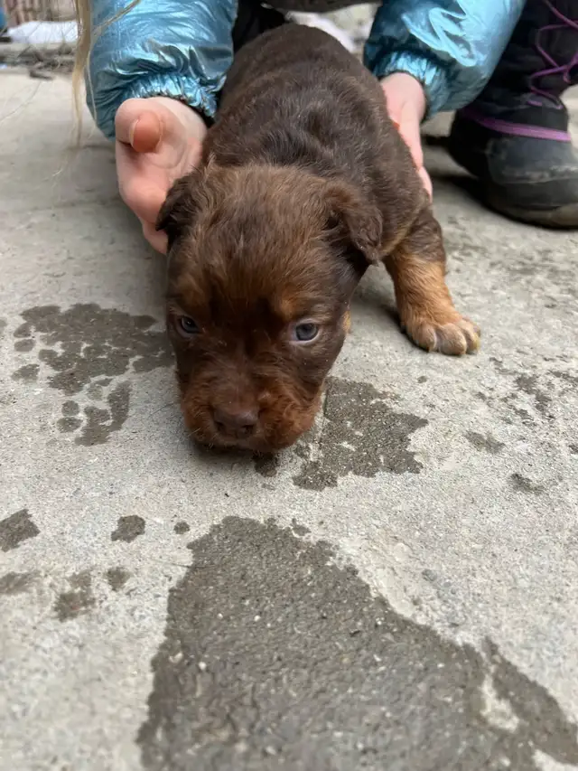 Puppies looking for forever homes in Dogs & Puppies for Rehoming in City of Toronto - Image 5