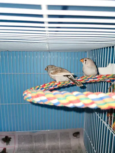 Zebras finches babies. 2 females