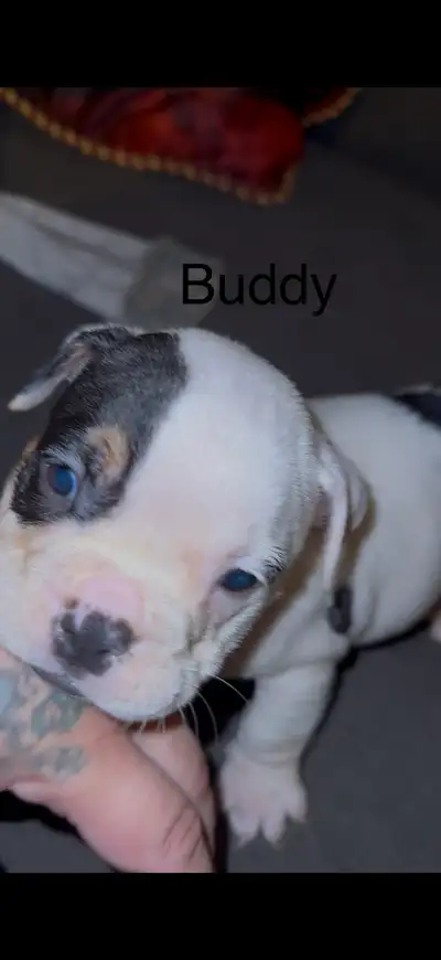 English bulldog puppies, View more