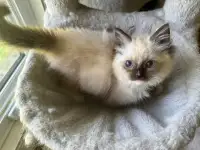 Seal/blue mitted boys and girl look for new home (big sale)