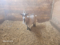 Pygmy Goat Does Available 