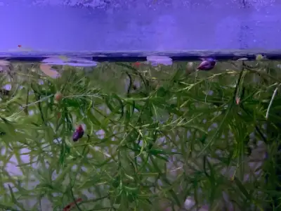 Gold flecked and sparkly up close. A colony of tiny little tank cleaners and/or continuous fish food...