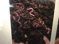 Red Wiggler Worms(Eisenstaedt foetida)