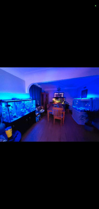Looking to buy your FISH ROOM !!