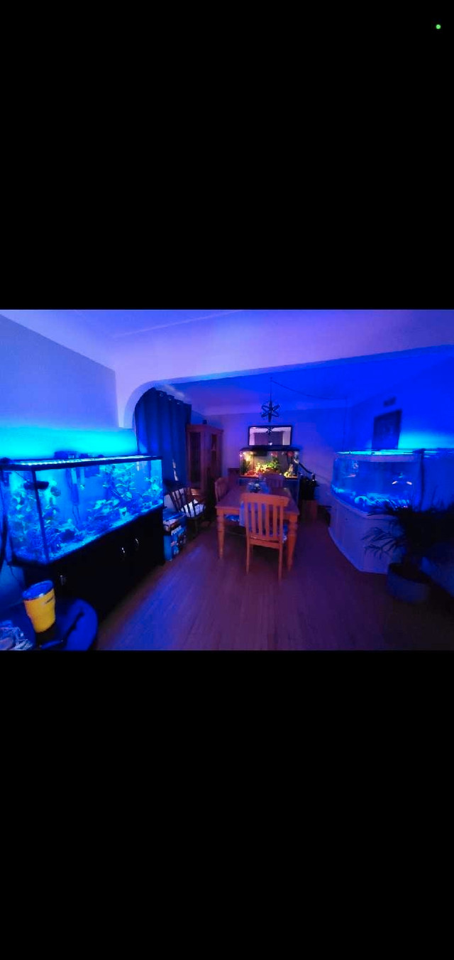 Looking to buy your FISH ROOM !! in Fish for Rehoming in Peterborough