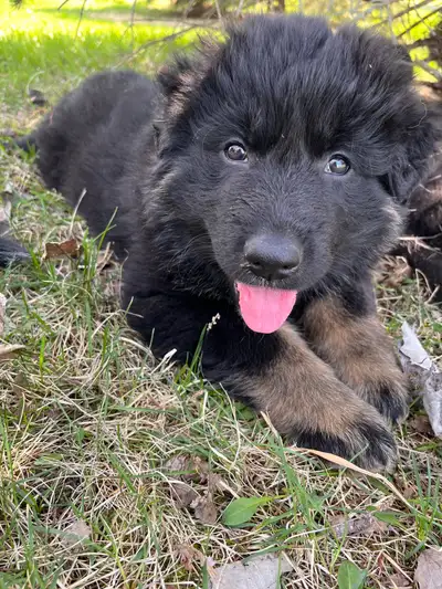 German Shepard Puppies for Sale! Looking for four loving homes for four beautiful girls! They are we...