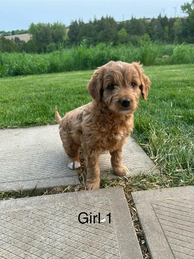 Mini Golden Doodles in Dogs & Puppies for Rehoming in Kitchener / Waterloo - Image 3