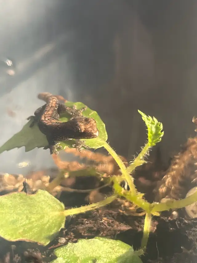 Baby Mourning Geckos! in Reptiles & Amphibians for Rehoming in Hamilton - Image 3