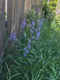 Creeping bell flower removal 
