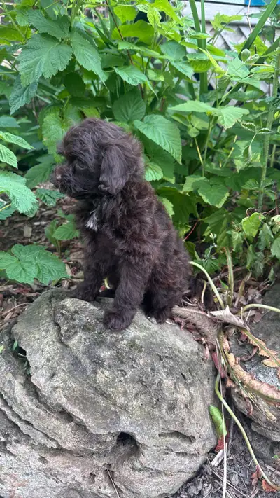 Deux magnifiques Shi-Poo mâles à réserver Nés le 11 avril d’un Caniche Toy (papa) et d’une Shih Tzu...