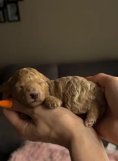 Toy poodle, View more