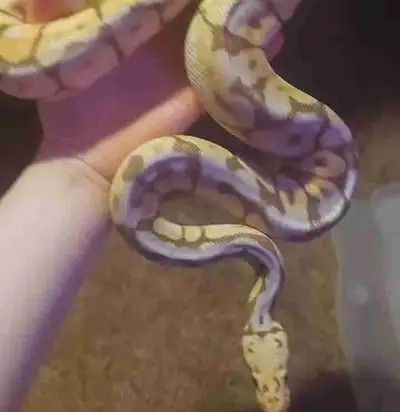 Ball Python- Special Needs!, View more