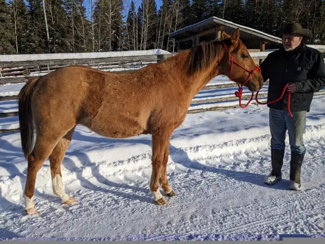 2023 red dun AQHA registered gelding, ranch bred | Horses & Ponies for ...