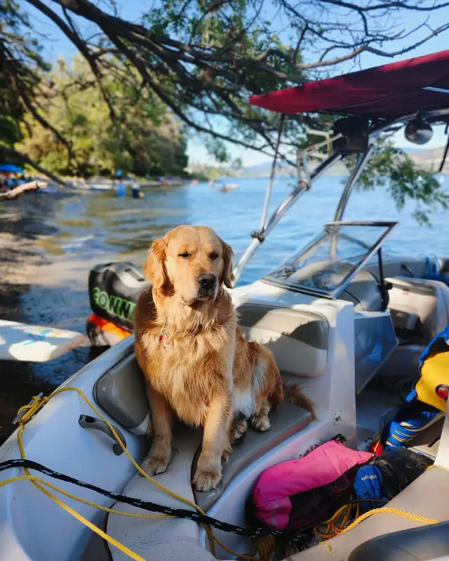 Golden Retriever Puppies! | Dogs & Puppies for Rehoming | Calgary ...
