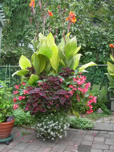 Stunning Pretoria Canna Lillies, View more