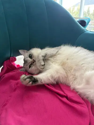 cat for sale, View more