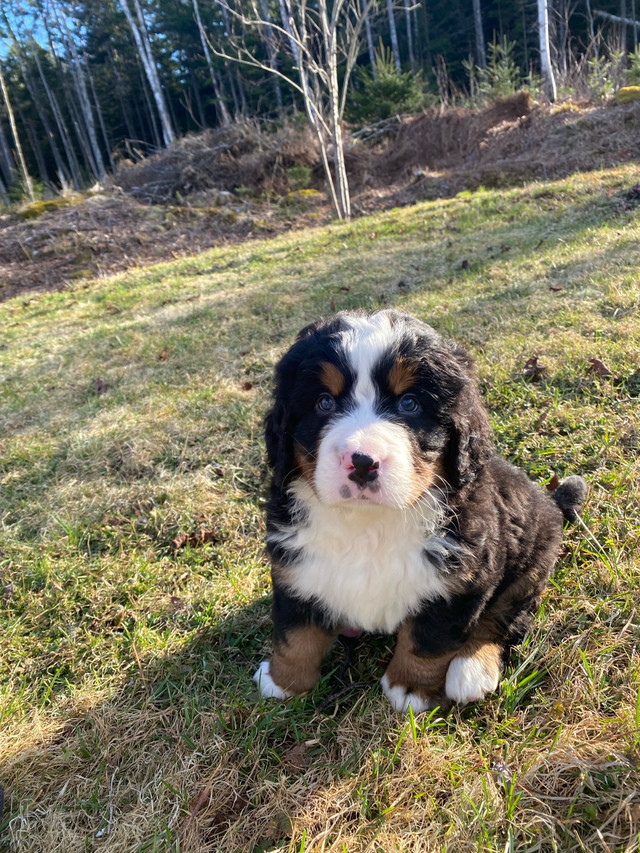 CKC Bernese Mountain Dog Litter in Dogs & Puppies for Rehoming in Moncton