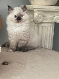Rare  Persian Scottish kitten 