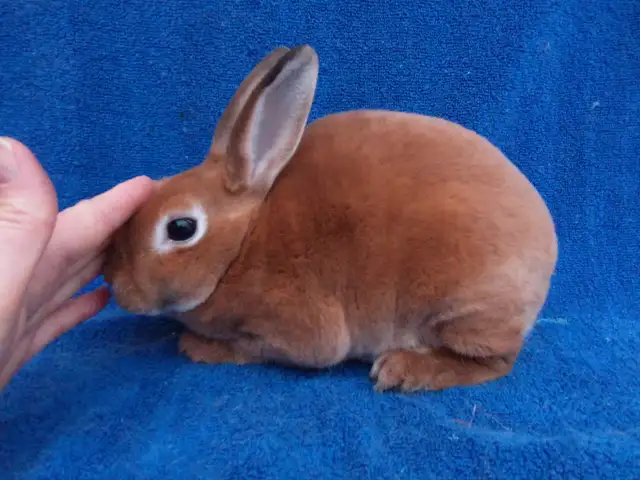 EXTRAORDINARY Netherland dwarf, Holland lop, mini rex, lionhead in Small Animals for Rehoming in Thunder Bay - Image 8