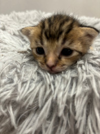 Kitten cat