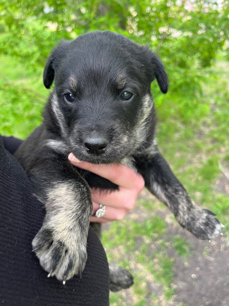 Lab Husky mix puppies Dogs & Puppies for Rehoming Winnipeg Kijiji