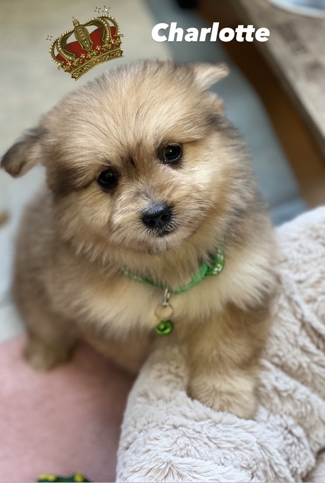 Miniature Pomeranian x toy poodle puppies Dogs & Puppies for Rehoming