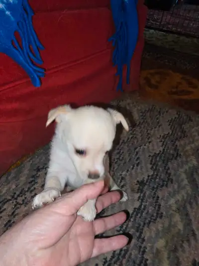 6 week old male pom/chi puppy, View more