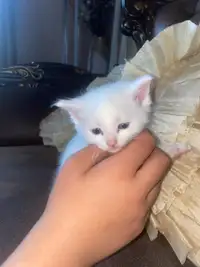 Very cute kitten worth alot