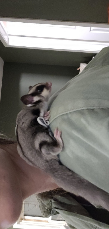 Male and female Sugar glider in Small Animals for Rehoming in Oshawa / Durham Region - Image 3