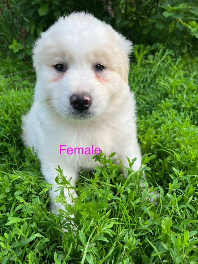 Maremma puppies Dogs & Puppies for Rehoming Cape Breton Kijiji