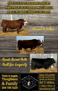 Two Year Old Simmental Bulls For Sale