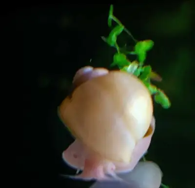 Snails, such as mystery snails, are excellent algae eaters. They can help keep your aquarium glass,...