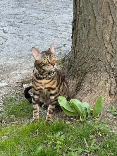  bengal cat for sale, View more