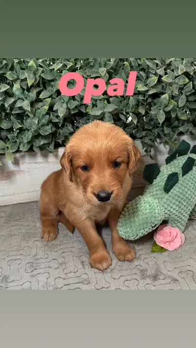 CKC registered Red Golden Retriever puppies available June 2!, View more