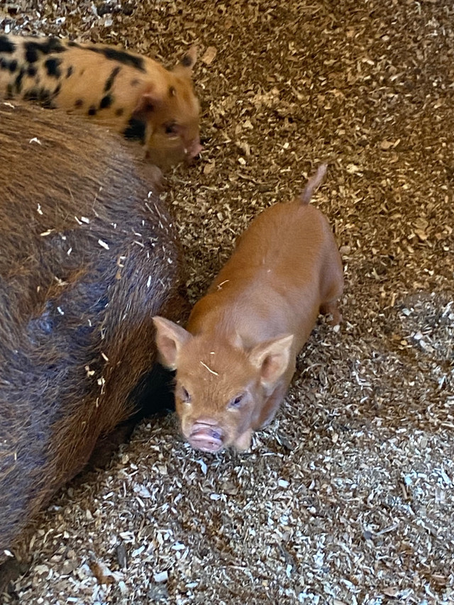 Kunekune piglets in Livestock in Abbotsford - Image 2