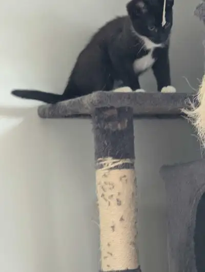 kittens looking for a new home, View more