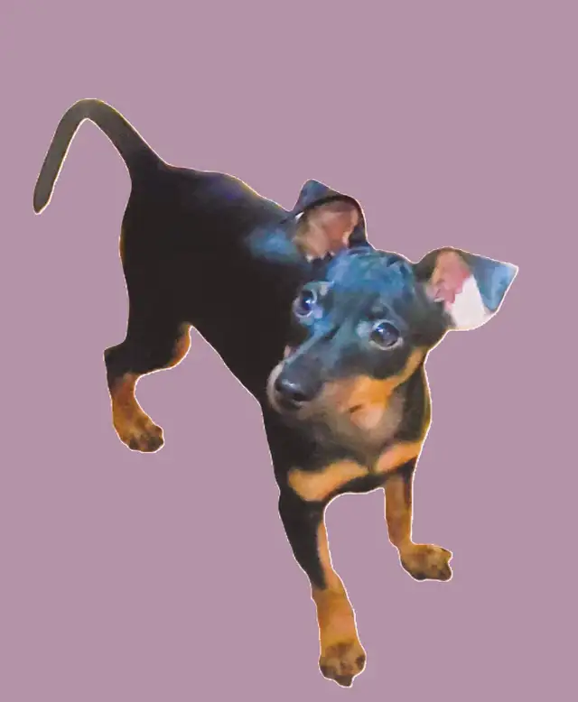 Mini Pinchers-King of Toys in Dogs & Puppies for Rehoming in Sarnia - Image 5