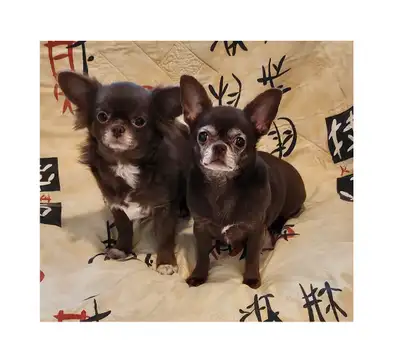 Purebred Chihuahua  adult females (CKC) (rare chocolate colors), View more