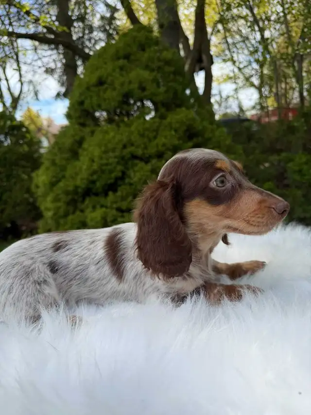 Beautiful Miniature Long-Haired Dachshund Puppy - last one in Dogs & Puppies for Rehoming in City of Toronto - Image 6