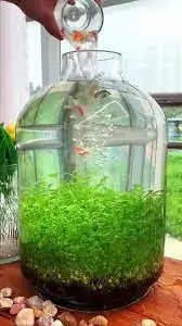 planted tank, View more